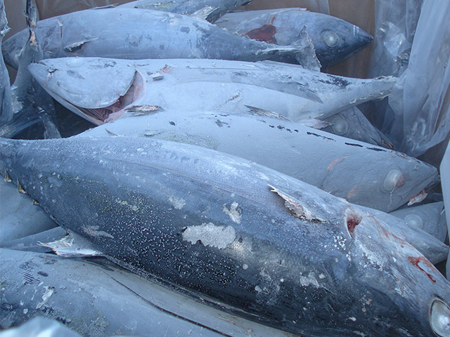 Albacore tuna whole round fish