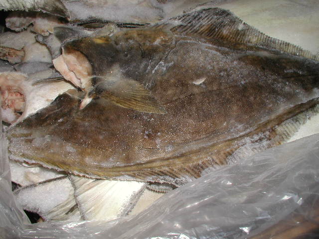 Halibut Whole Fish