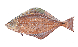 Halibut-icon.png