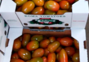 We grow mexican Roma tomatoes in Baja California