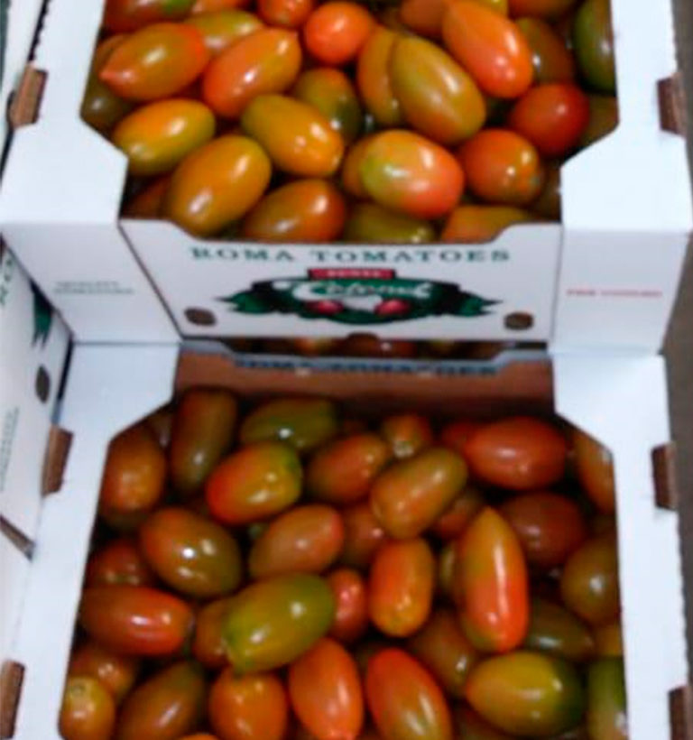 We grow mexican Roma tomatoes in Baja California