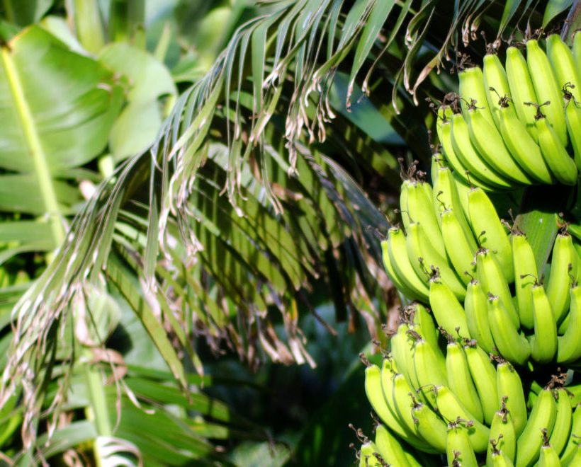 FAO launches project to fight banana disease in Latinamerica & Caribbean